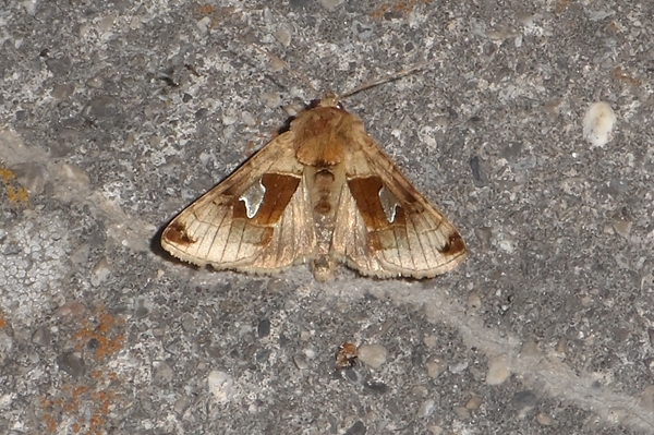 Autographa aemula, Noctuidae